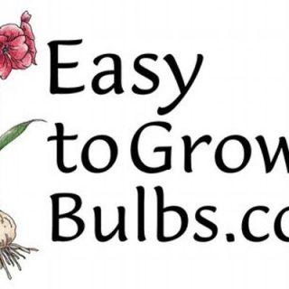 Easy To Grow Bulbs